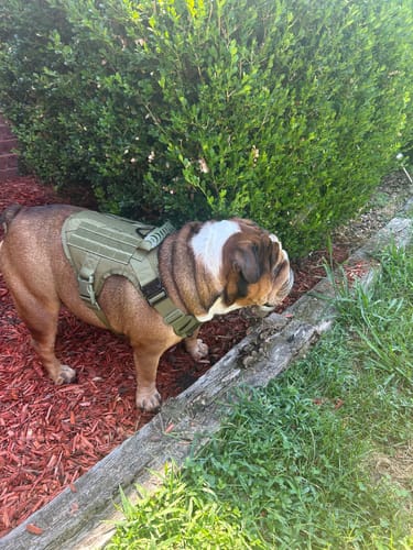 Customer photo review of Classic Heavy-Duty Tactical No-Pull Team K9™ Dog Harness With Front & Back D-Rings, Quick-Release Metal-Buckles, Hook & Loop Panels, & Top Handle
