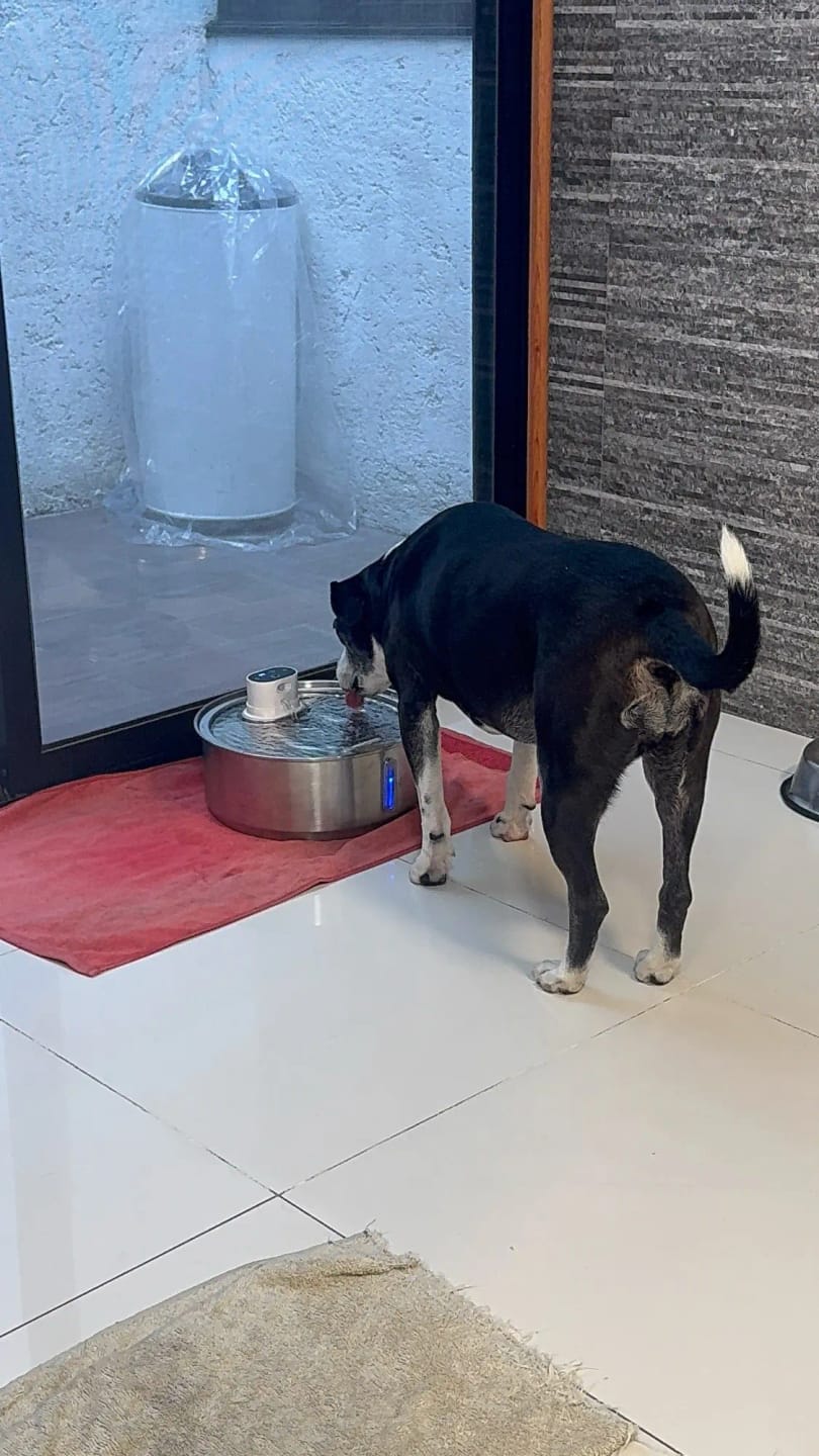 Customer photo review of Fontaine à eau Anti-Bactérienne - Chien & Chat