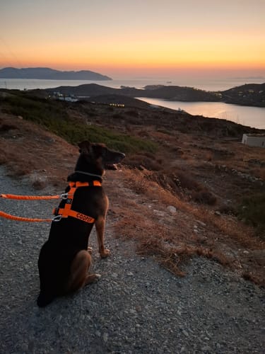 Customer photo review of Training Anti Pull TRI-Harness® | M-XL Breeds - Orange