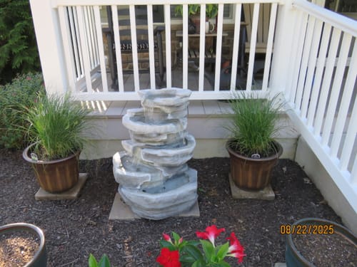 Customer photo review of Dwarf Fountain Grass  Hameln 1 Gallon