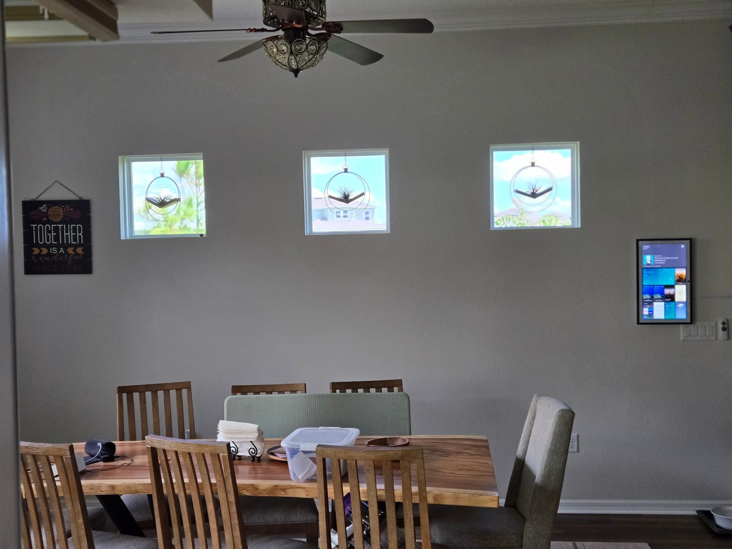 Customer photo review of Air Plant V-Hanger