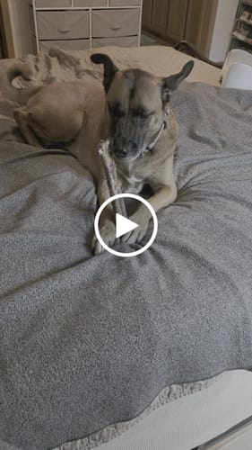 Customer video review of Medium Ostrich Cane (10" x 3"): The Long-Lasting, Flavor-Packed Chew for Medium & Large Dogs