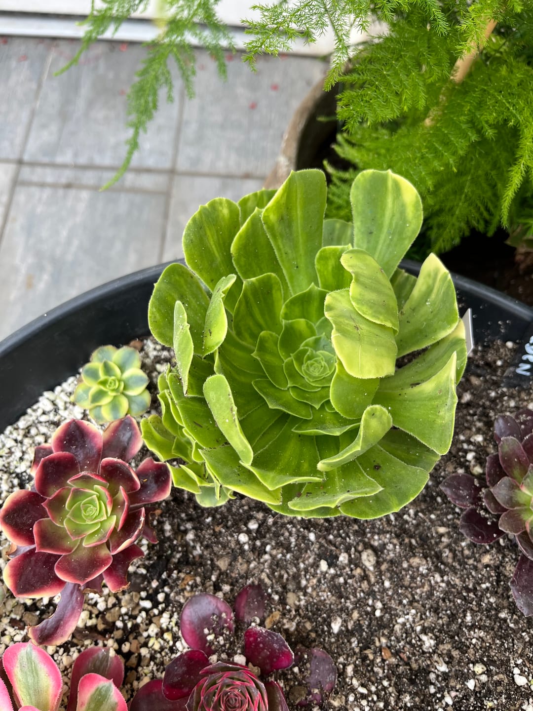 Customer photo review of Cacti & Succulent Mix