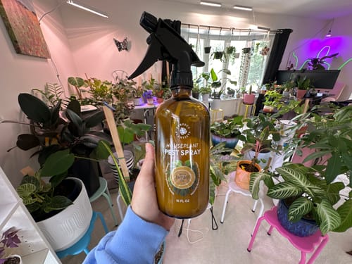 Customer photo review of Houseplant Pest Spray