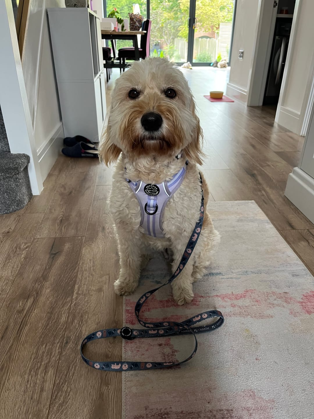 Customer photo review of Cockapoo/Cavapoo/Doodle Lead: Breed Collection