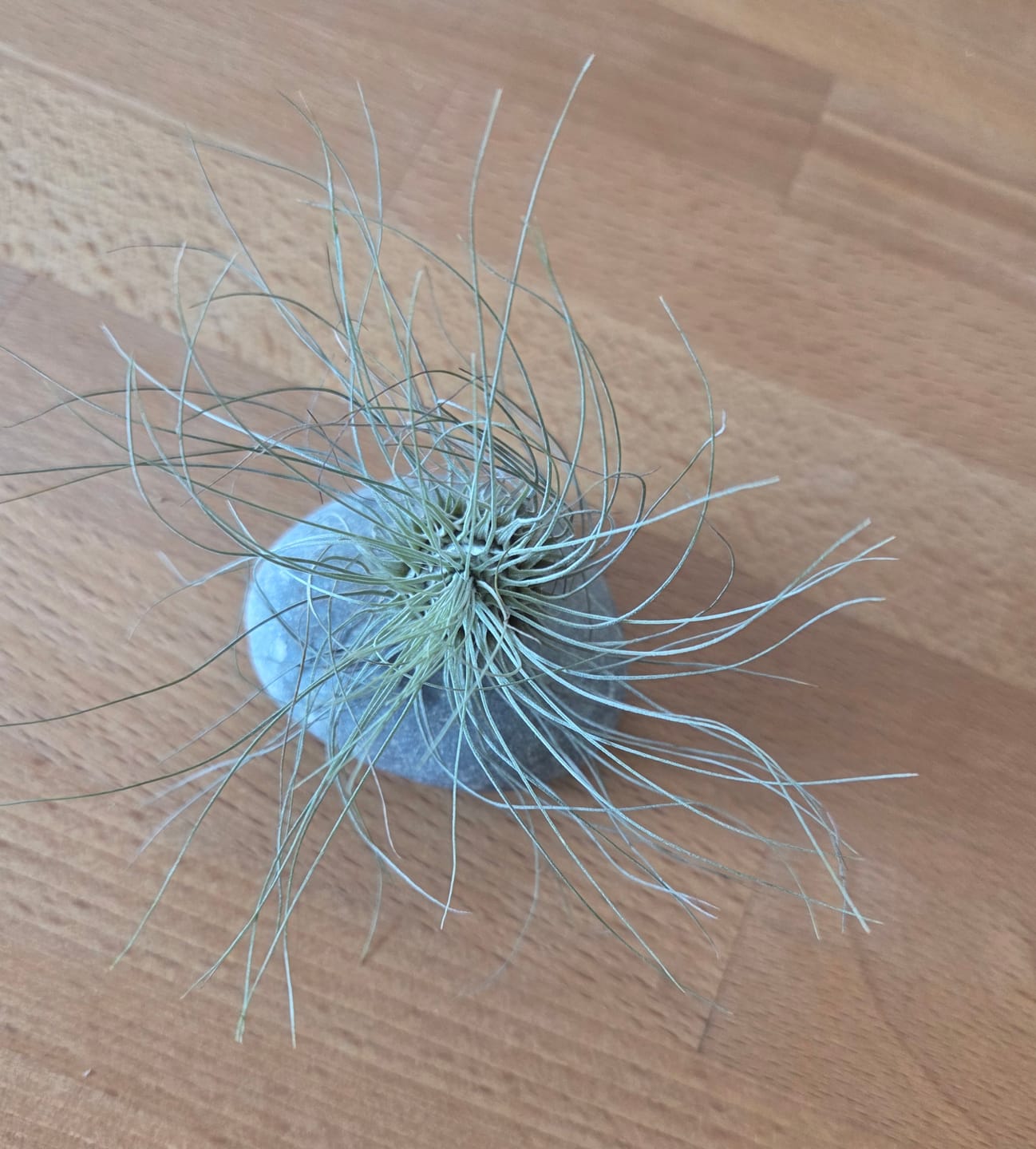Customer photo review of Tillandsia argentea