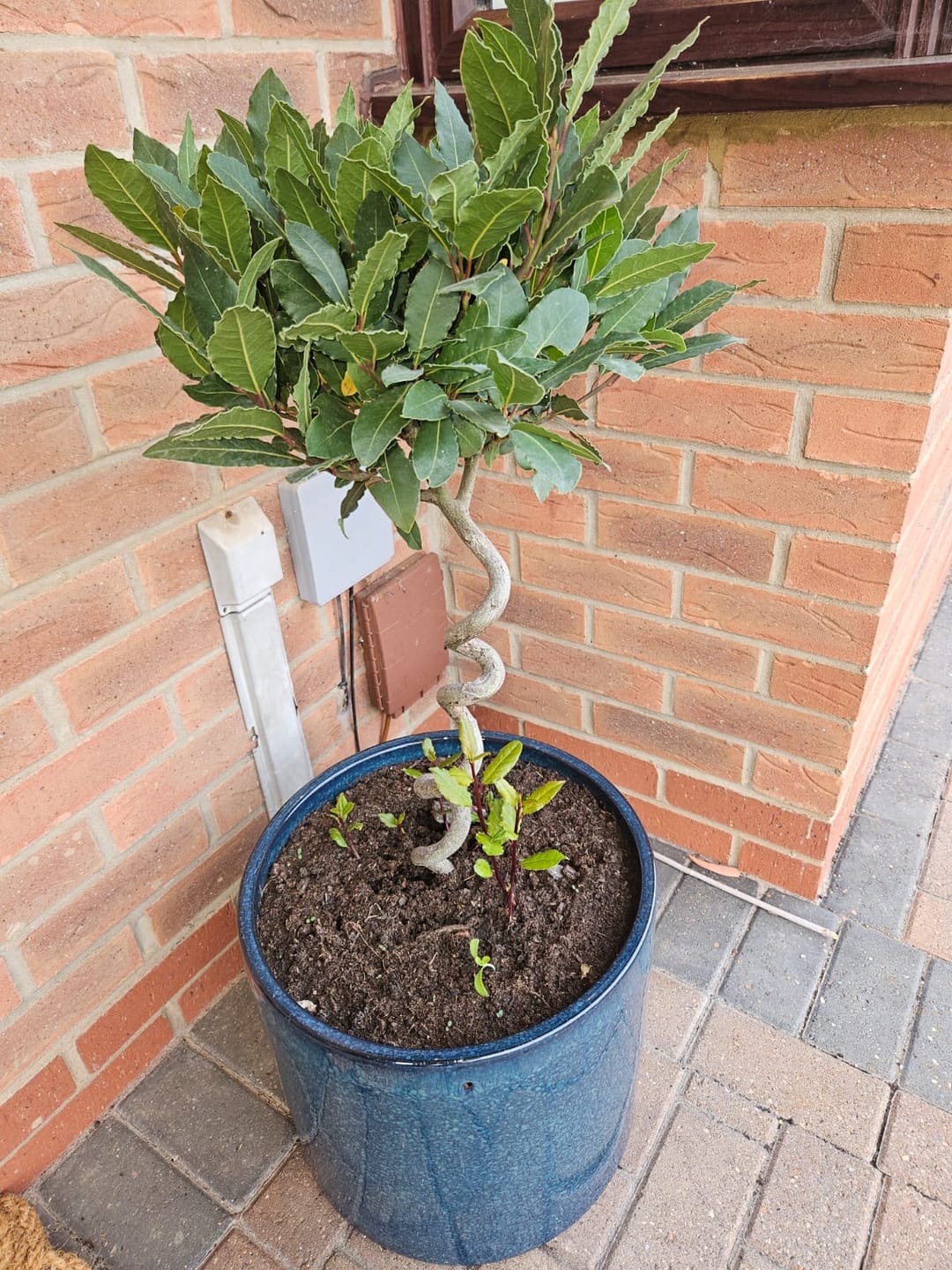 Customer photo review of Spiral Bay Trees