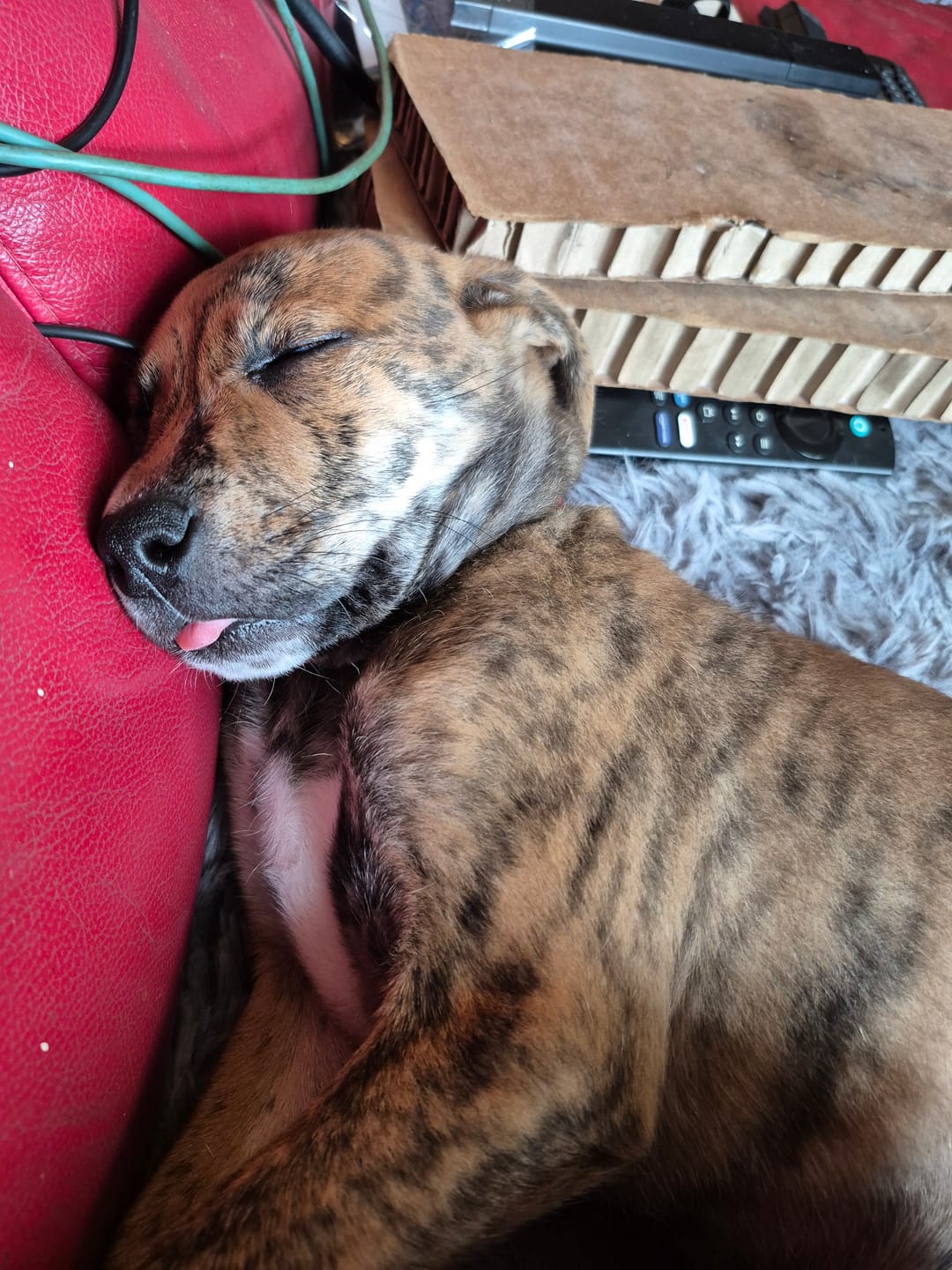 Customer photo review of Staffordshire Bull Terrier 1935® Puppy Collar & Leash Set - Fuchsia