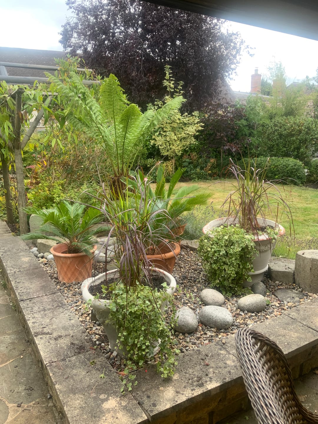 Customer photo review of Dicksonia Antarctica Tree Fern 2ft