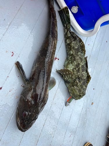 Customer photo review of Fisherman's Life® Vertical Jigs 100g, 150g, 200g, 300g FOUR COLORS available