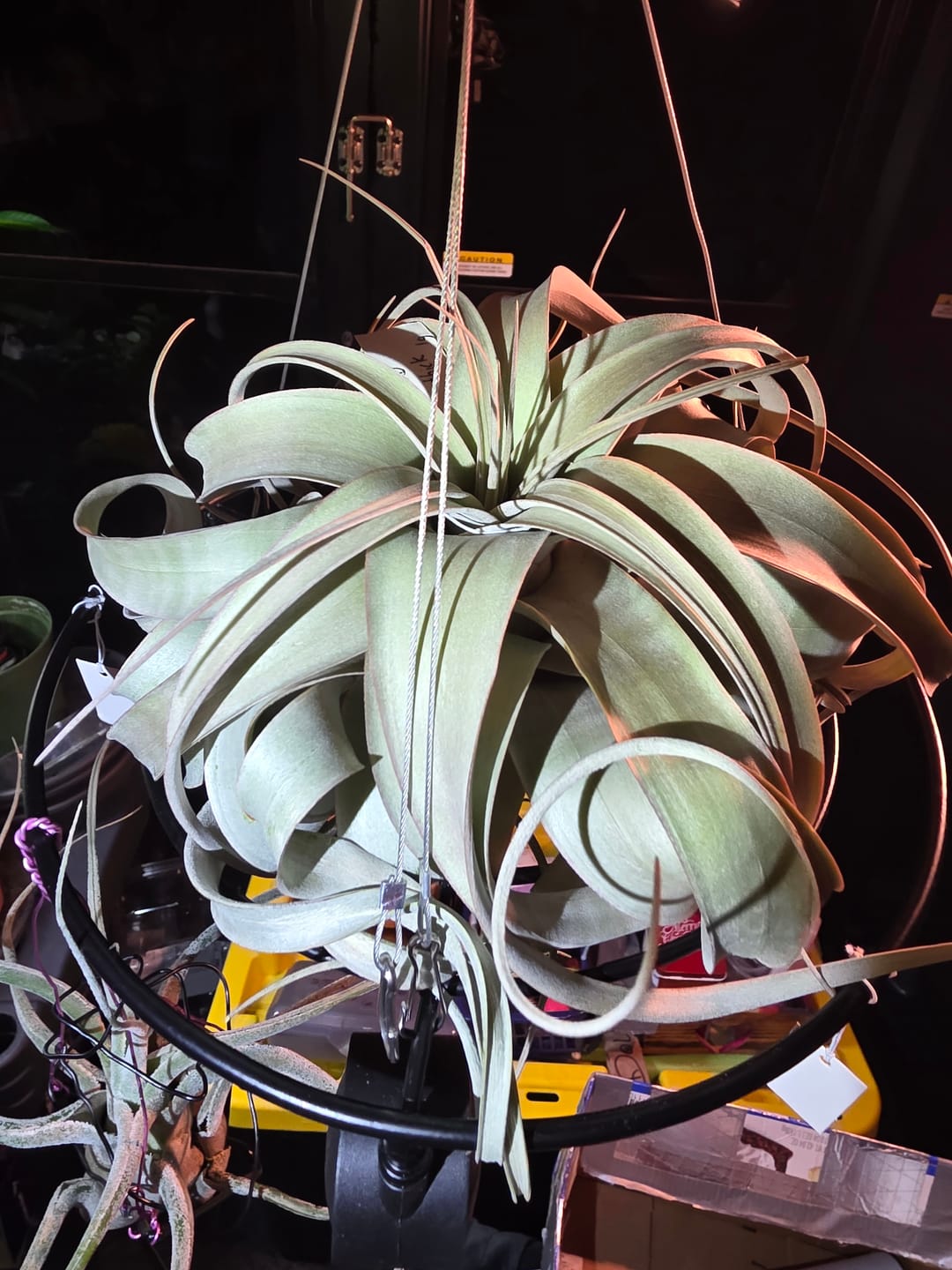 Customer photo review of Xerographica Thick Leaf Form  *Cannot Be Shipped Internationally*