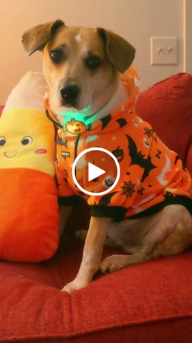 Customer video review of Halloween Dog Hoodies (Limited Edition)