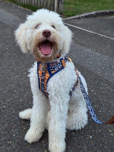 Customer photo review of Disney© Tough Trails™ Harness - Woody