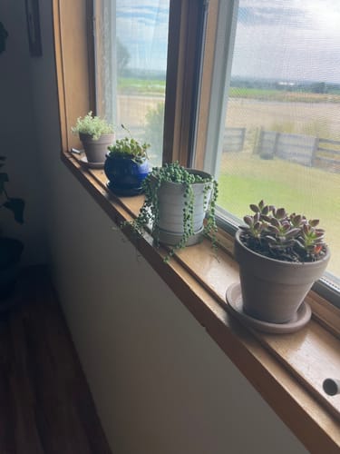 Customer photo review of Graptosedum Vera Higgins