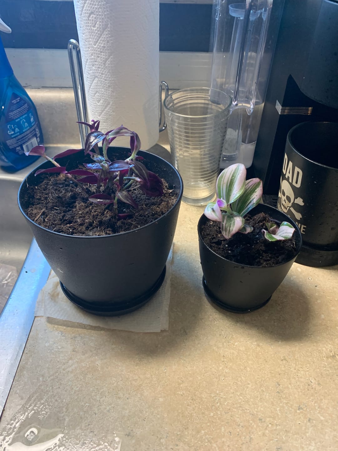 Customer photo review of Rare Tradescantia Nanouk Lilac Plant | Rare Tradescantia Pot | Rare Pink Wandering Jew | Easy care hardy indoor houseplant in a nursery pot
