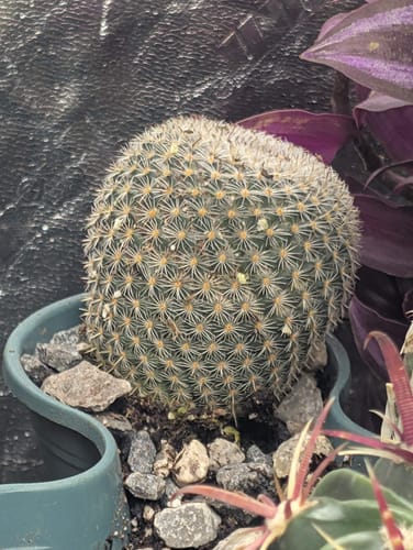 Customer photo review of Mammillaria Elegans | Elegans Cactus