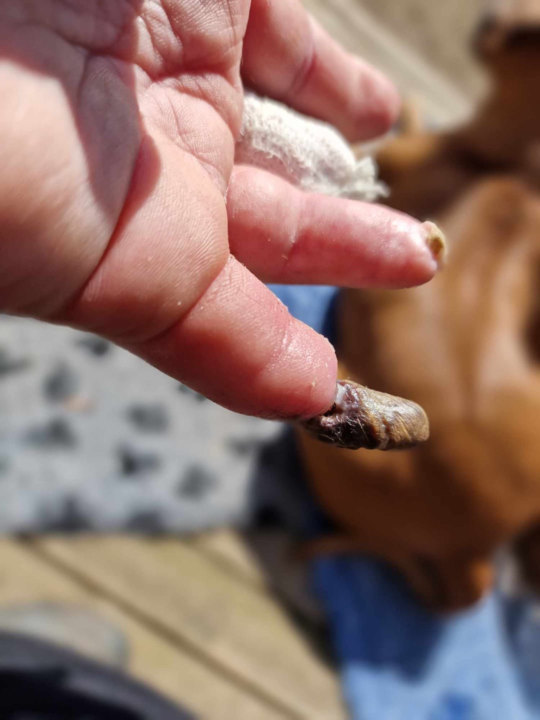 Customer photo review of NMN Pulver: 100 gram