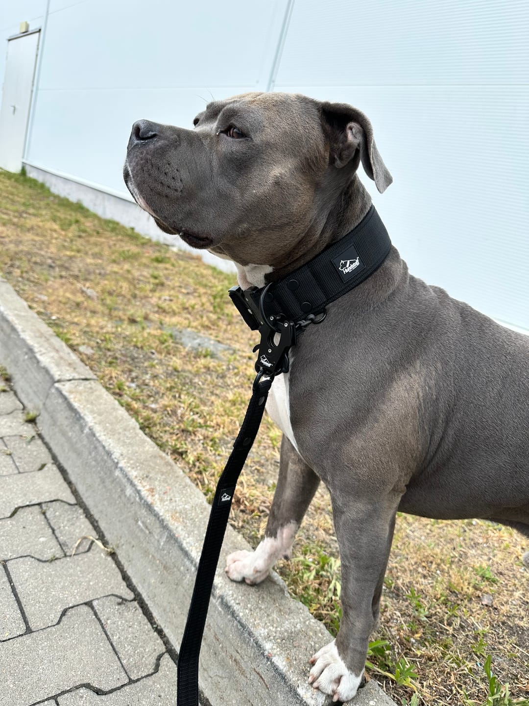 Customer photo review of Smycz nylonowa Walk Leash - Black Edition Czarna