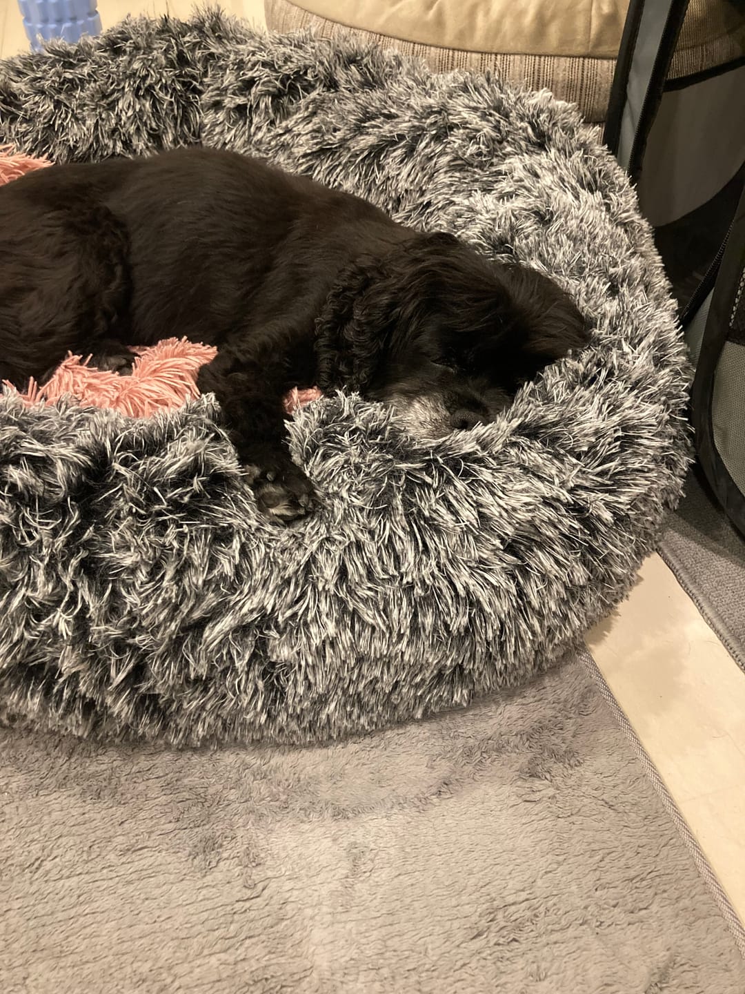 Customer photo review of 替えカバー（日本製クッションベッド専用）