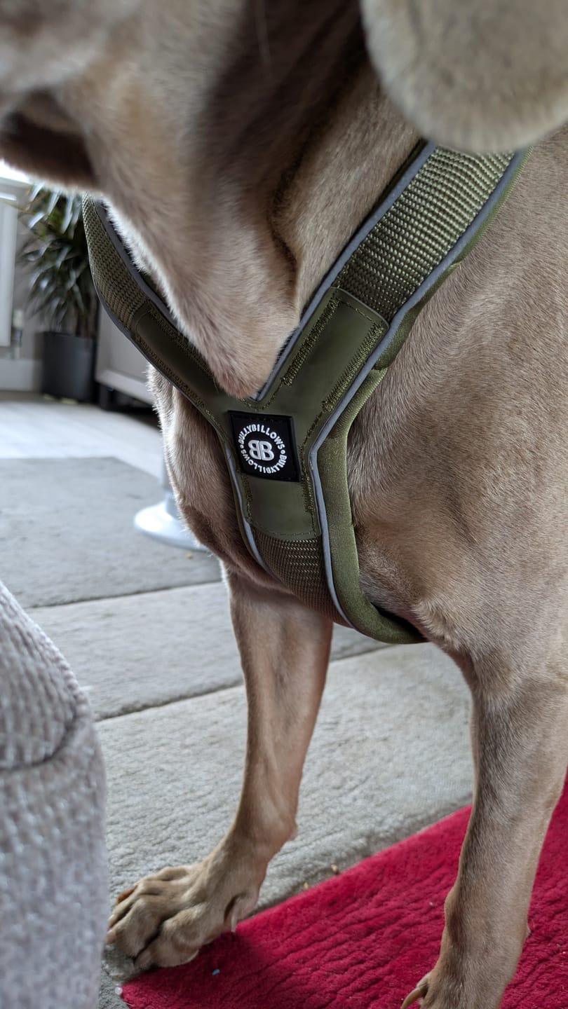 Customer photo review of Slip on Harness | Foam Padded - Khaki