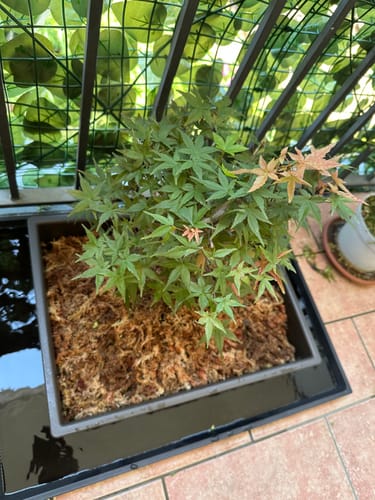 Customer photo review of SUPREMACY CB® (substrato premium ad alte prestazioni)