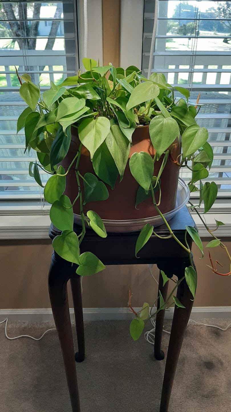 Customer photo review of Philodendron hederaceum 'Lemon Lime'