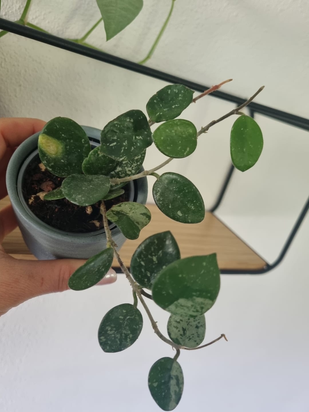 Customer photo review of HOYA MATHILDE SPLASH