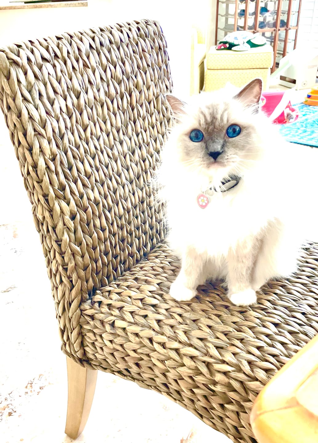 Customer photo review of Freeze Dried Chicken Treats