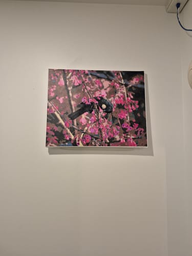 Customer photo review of Tui in Cherry Tree