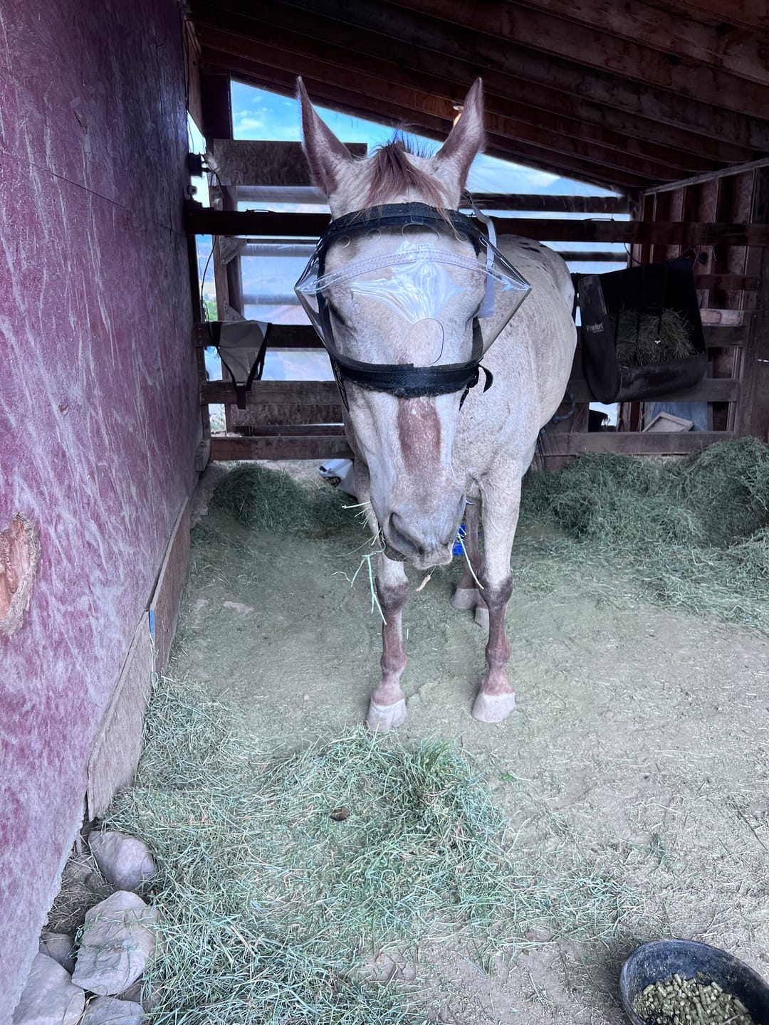 Customer photo review of Recovery Vizor - Clear UV Tint