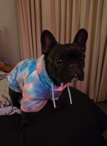 Customer photo review of Velvet Dog Hoodies