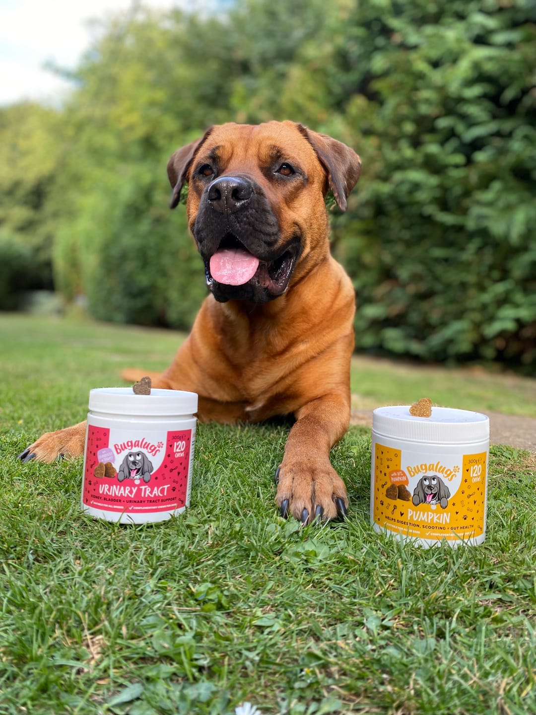 Customer photo review of Urinary Tract Supplement Chews