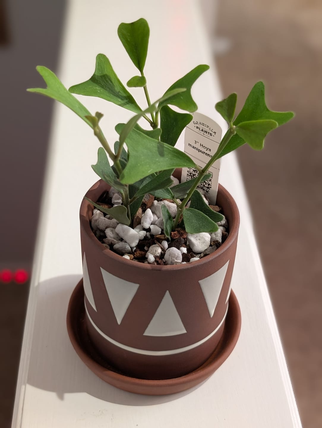 Customer photo review of Hoya manipurensis