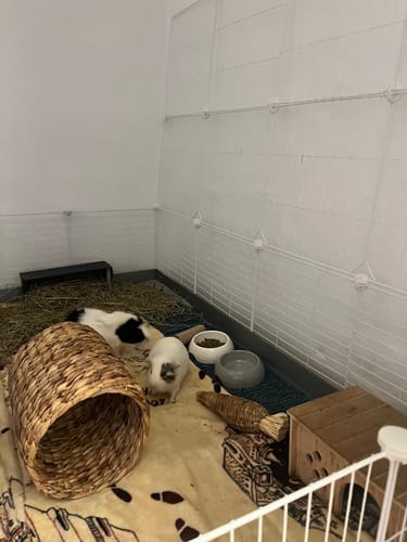 Customer photo review of 4x2 C&C Guinea Pig Cage with Stand