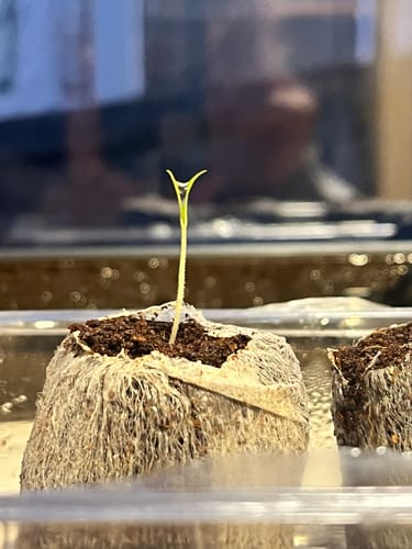 Customer photo review of Gibson & Green Gardening Grow Kits