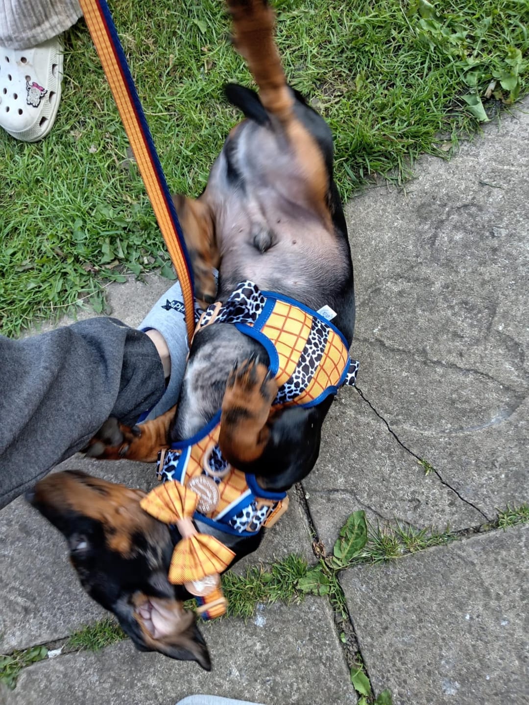 Customer photo review of Disney© Bow Tie - Woody