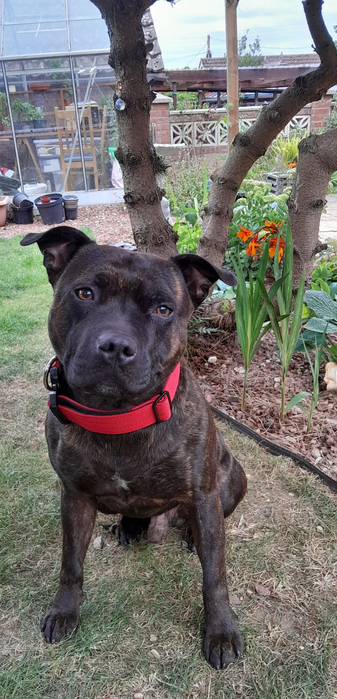 Customer photo review of Performance collar with handle 4CM - Red