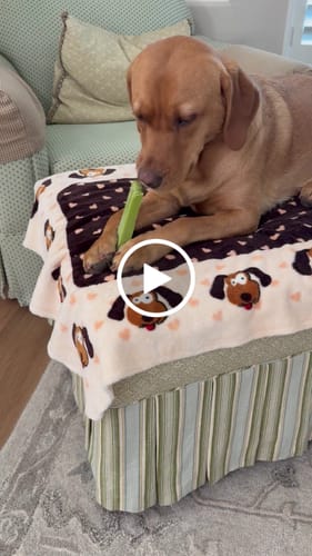 Customer video review of 4-Stick Yak Chew Pack – Mint, Banana, Strawberry & Pumpkin