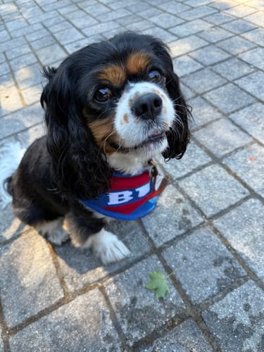 Customer photo review of Buffalo Knit Bandana