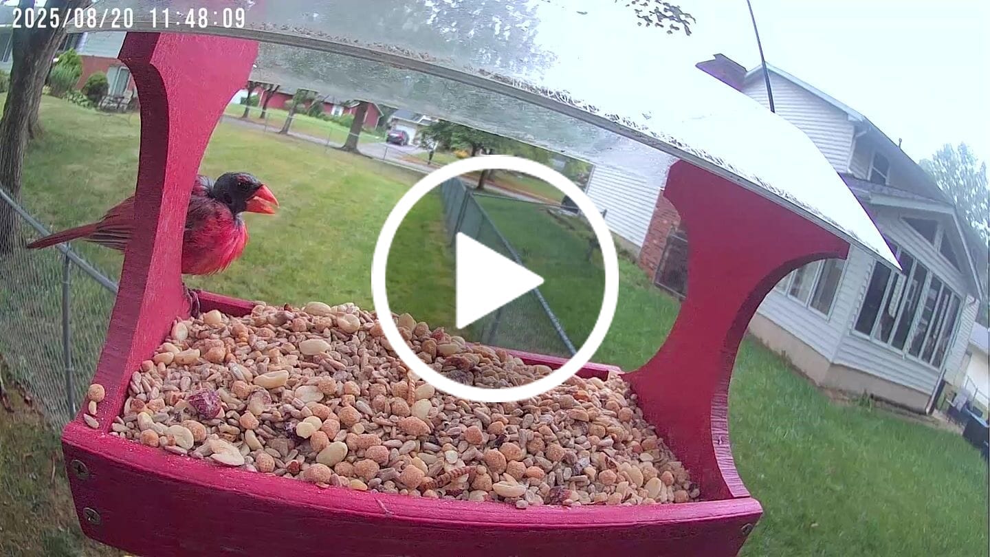 Customer video review of Birdfy Cam - Versatile Standalone Backyard Birdwatching Camera