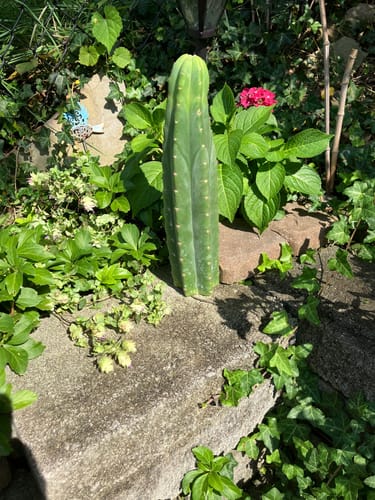 Customer photo review of Trichocereus Pachanoi | Non-PC San Pedro Cactus