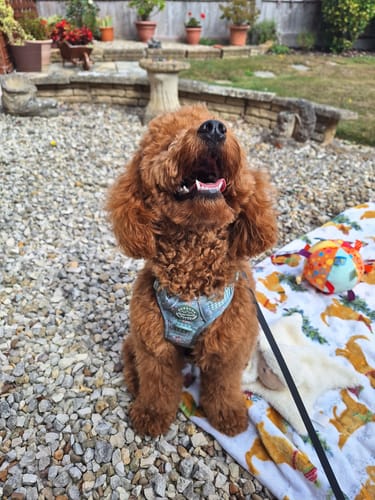 Customer photo review of Disney© Tough Trails™ Harness - Bambi + Thumper