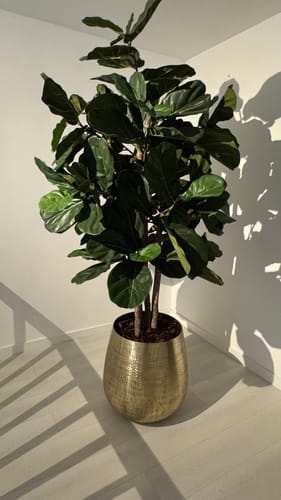 Customer photo review of Bloempot Goud 50x50cm (metaal)