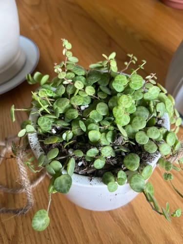 Customer photo review of Peperomia prostrata | String of Turtles