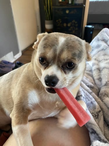Customer photo review of Strawberry Yak Chews