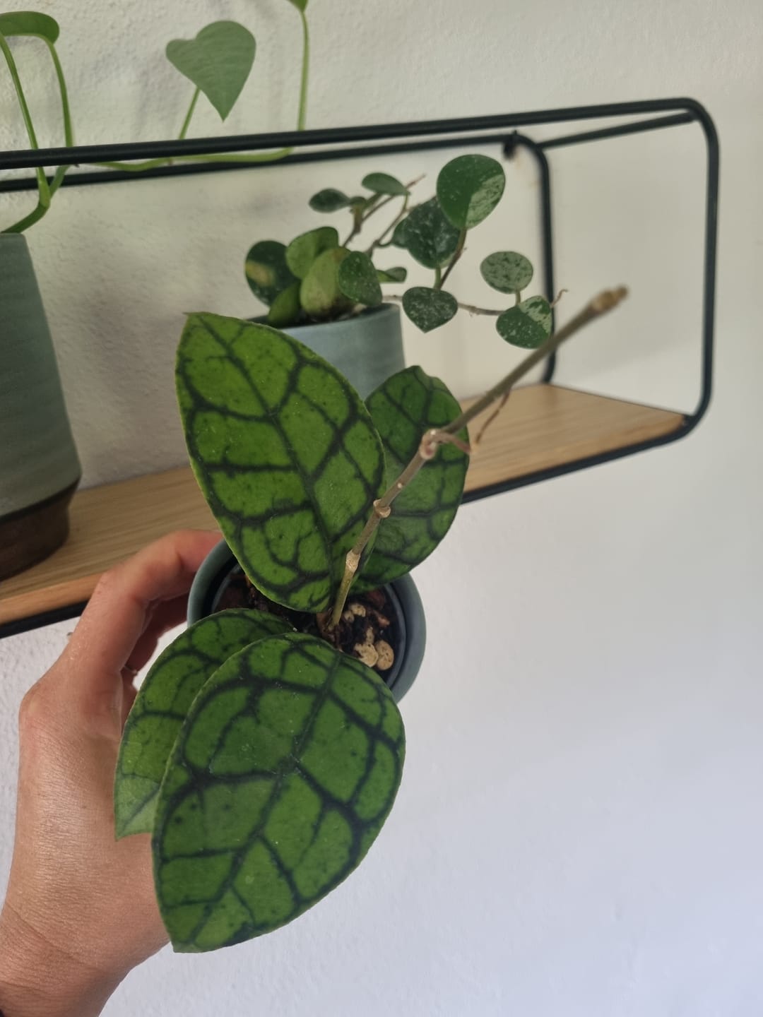 Customer photo review of HOYA CALLISTOPHYLIA