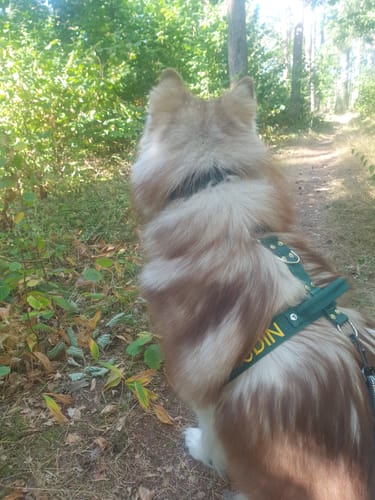 Customer photo review of Hundsele med namn