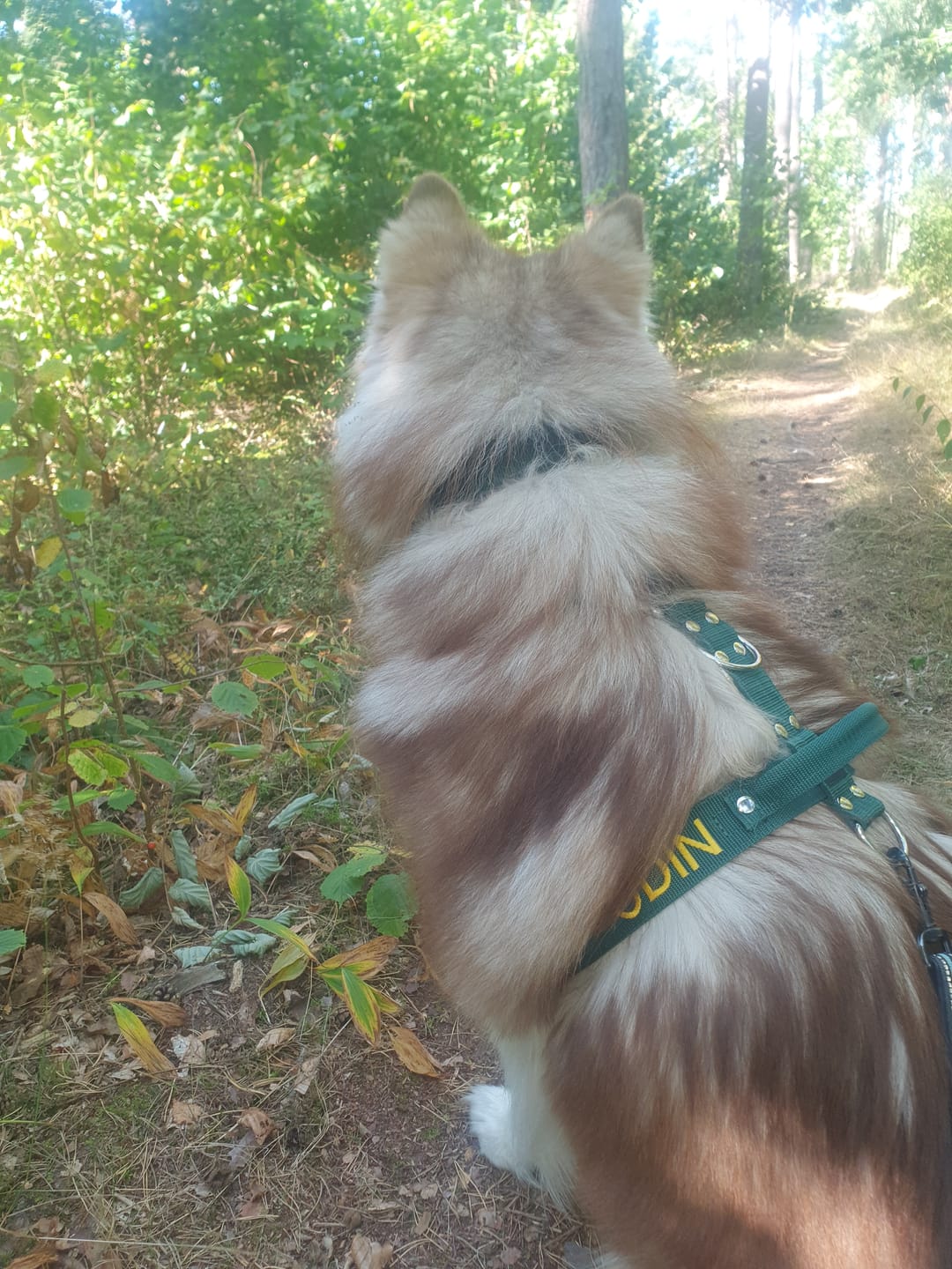 Customer photo review of Hundsele med namn