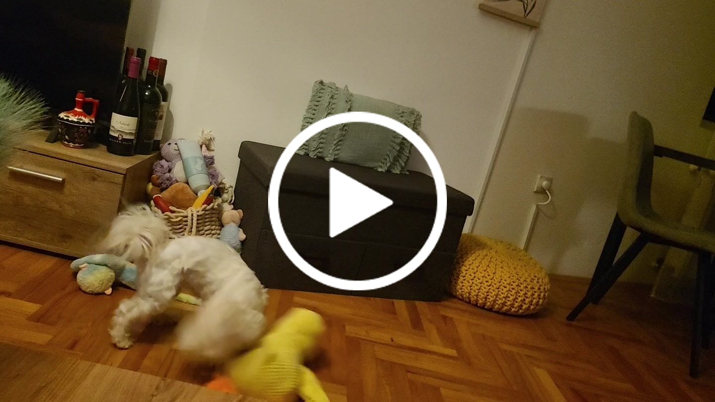 Customer video review of Smirujuća Patka Za Pse