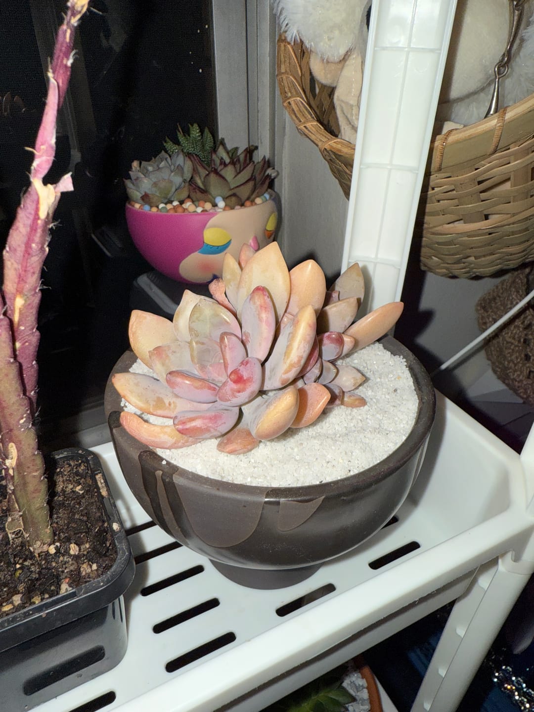Customer photo review of Bulk Mixed Succulent Value Packs